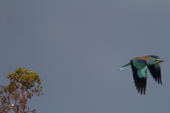 Roller, Larnaca Salt Lake 2014