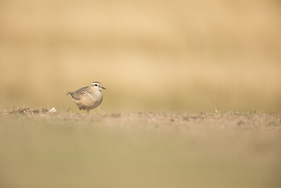 Dotterel, Cleeve Common, September 2022
