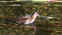 Baillons Crake, Germasogeia Dam, Cyprus, May 2016