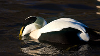 Eider Duck, Slimbridge, January 2015