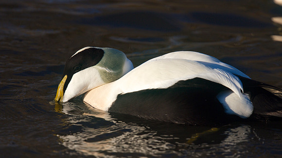 Eider Duck, Slimbridge, January 2015