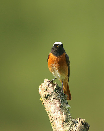 Redstart (Male) Thursley Common, May 2018