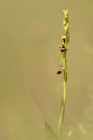 Fly Orchid, Selsey Common, May 2024
