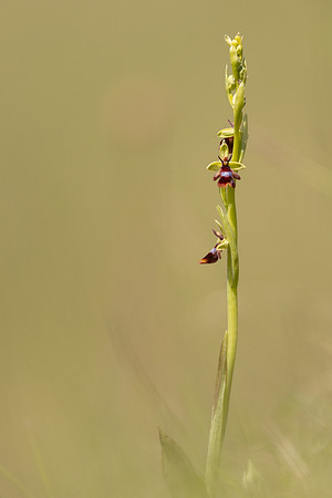 Fly Orchid, Selsey Common, May 2024