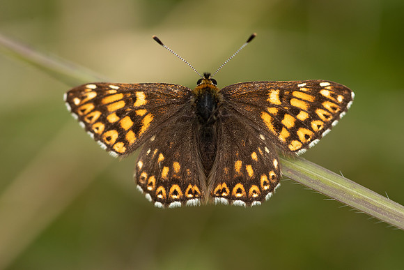 Duke of Burgundy, Rodbrough Common, May 2022