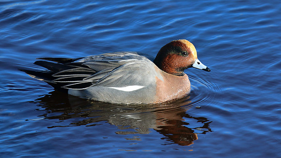 Wigeon, Lossiemouth, Feb 2015.