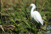 Snowy Egret