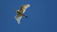 Cattle Egret, Frampton, 2014