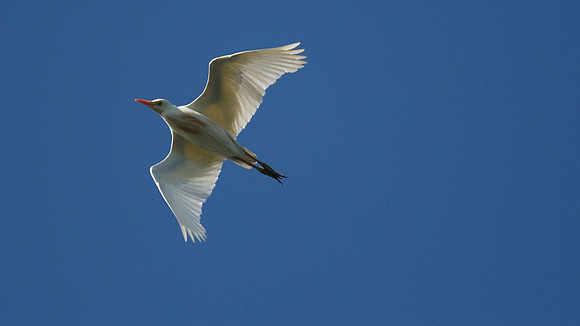 Cattle Egret, Frampton, 2014
