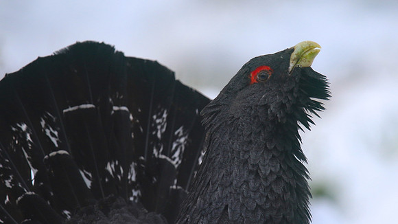Capercaillie, Cairngorms, Scotland, Feb 2015