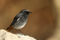 Black Redstart, Seaton, January 2020