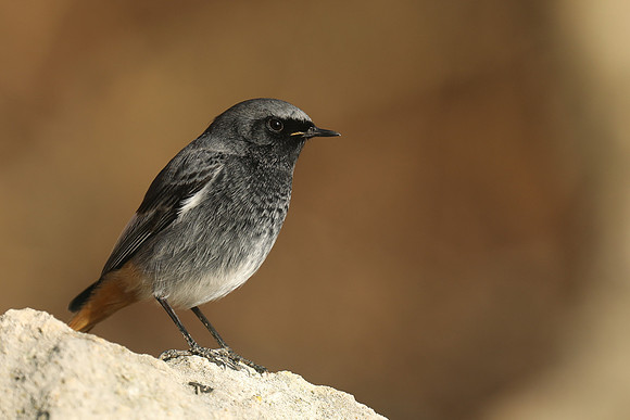 Black Redstart, Seaton, January 2020