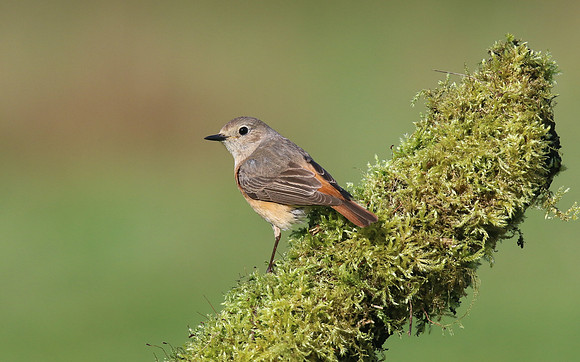 Redstart (Female) Thursley Common, May 2018