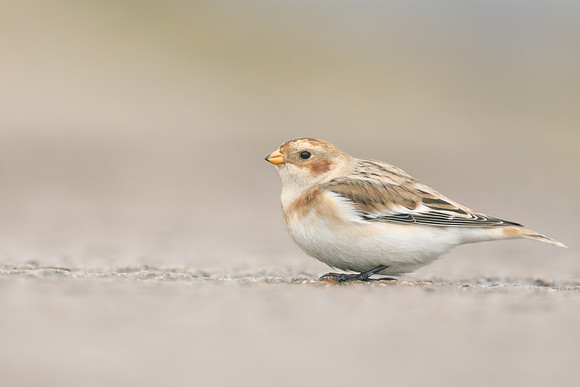 Snow Bunting, Severn Beach, November 2020