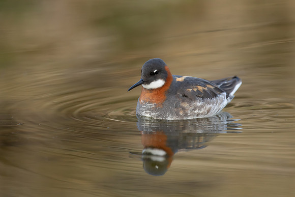 Red-necked Phalarope, River Laxa, May 2022