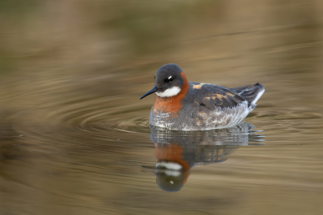 Red-necked Phalarope, River Laxa, May 2022
