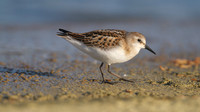 Little Stint, Cheddar Reservoir, September 2014