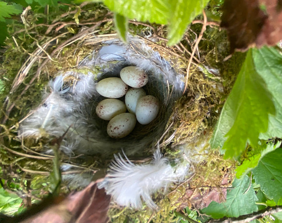 Greenfinch, Tytherington, April 2022