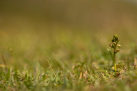 Frog Orchid, Cleeve common, June 2022