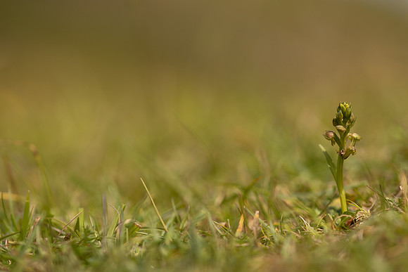 Frog Orchid, Cleeve common, June 2022