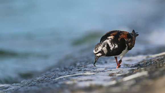 Turnstone, Farmoor Reservoir, August 2016