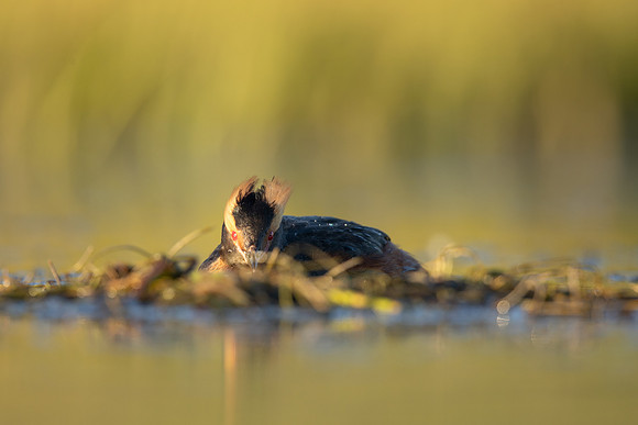 Slavonian Grebe, Iceland, May 2022