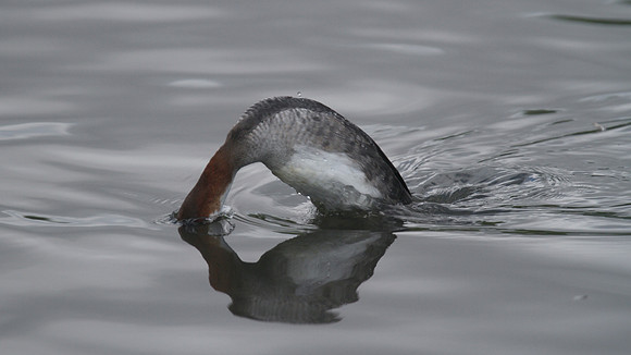 Smew, Slimbridge, 2014