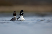 Barrows Goldeneye, River Laxa, Iceland, June 2022