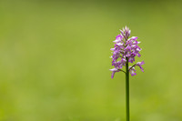 Miltary Orchid, Berkshire, May 2024