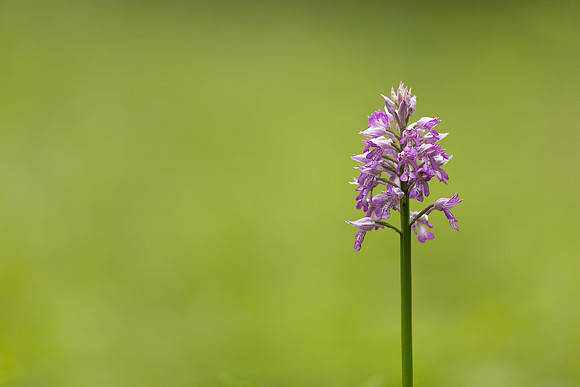 Miltary Orchid, Berkshire, May 2024