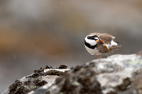 Ringed Plover, Raufarhofn, Iceland, June 2022