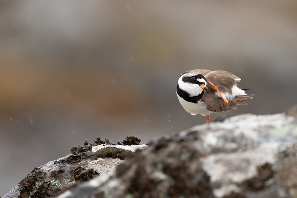 Ringed Plover, Raufarhofn, Iceland, June 2022