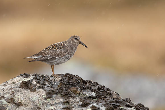 Purple Sandpiper, Raufarhofn, June 2022