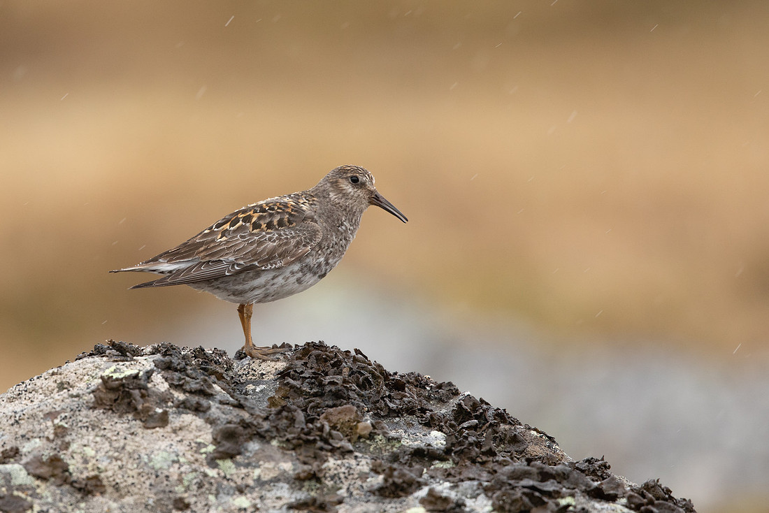 Purple Sandpiper, Raufarhofn, June 2022