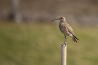 Whimbrel, Sandgeroi, Iceland, May 2022