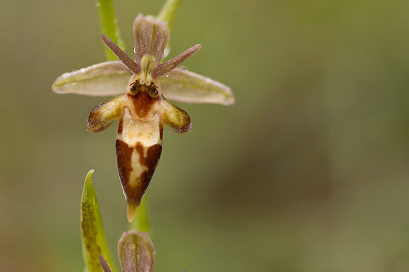Woodcock x Fly Orchid, Dorset, May 2024.