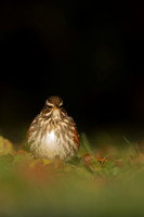 Redwing, Tockington, December 2022