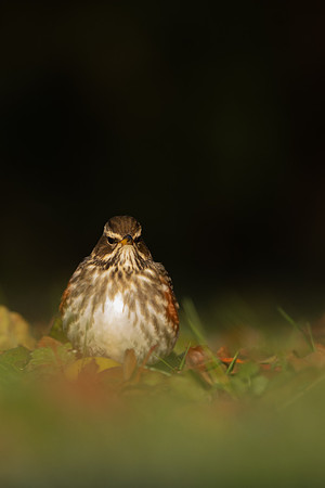 Redwing, Tockington, December 2022