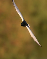 White-winged Tern, Oroklini, Cyprus, April 2016.