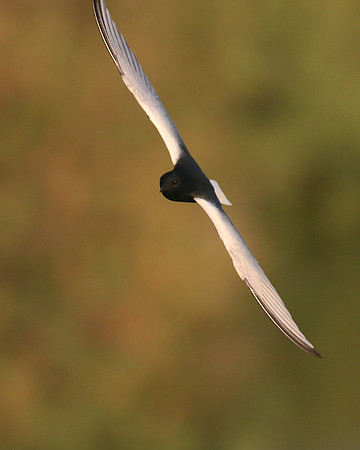 White-winged Tern, Oroklini, Cyprus, April 2016.