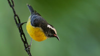 Bananaquit, Aruba Butterfly farm, Aruba, November 2015