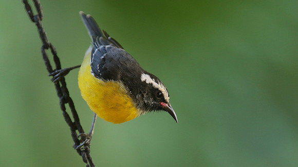 Bananaquit, Aruba Butterfly farm, Aruba, November 2015