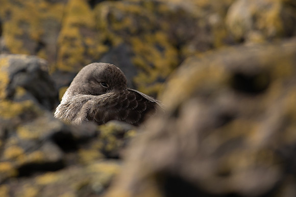 Purple Sandpiper, Portishead, Feb 2022