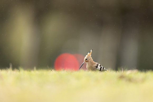 Hoopoe, Swansea, October 2024