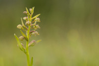 Frog Orchid, Swifts Hill, June 2024
