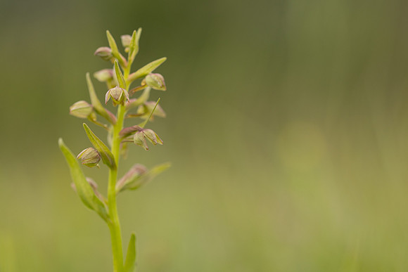 Frog Orchid, Swifts Hill, June 2024