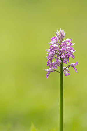 Miltary Orchid, Berkshire, May 2024
