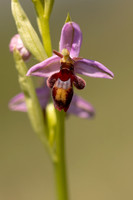 Fly x Bee Orchid