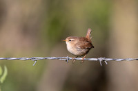 Wren, Rockhampton, April 2025