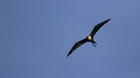 Magnificent Frigatebird, Bubali Pond, Aruba, November 2015.